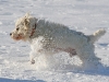 img_0470_800.jpg